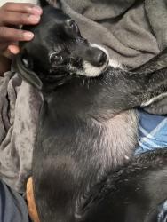 Lost Female Dog last seen Curries Crossing Pool , Jonesboro, GA 30238