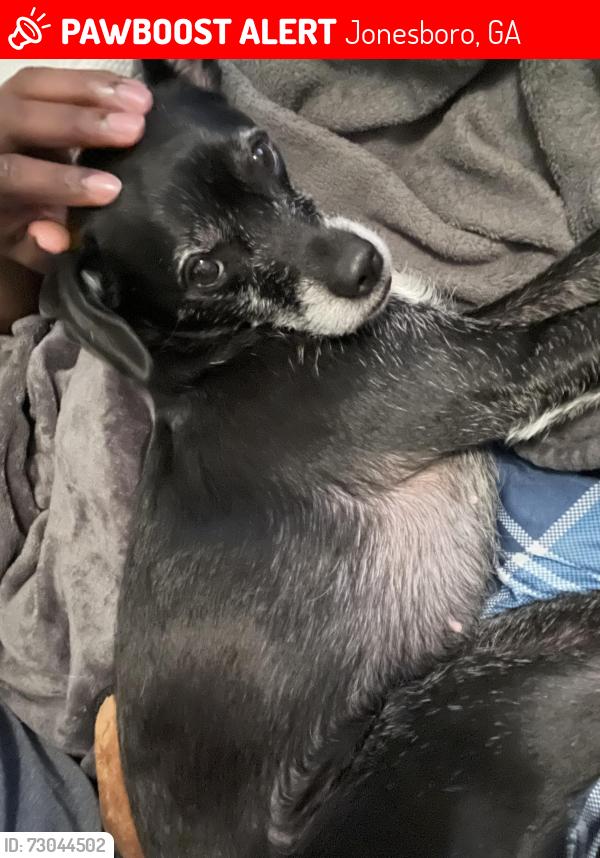 Lost Female Dog last seen Curries Crossing Pool , Jonesboro, GA 30238