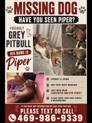 Lost Male Dog last seen Lancaster , Dallas, TX 75203