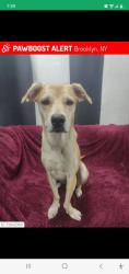 Lost Female Other last seen Britonbeach, Brooklyn, NY 11235