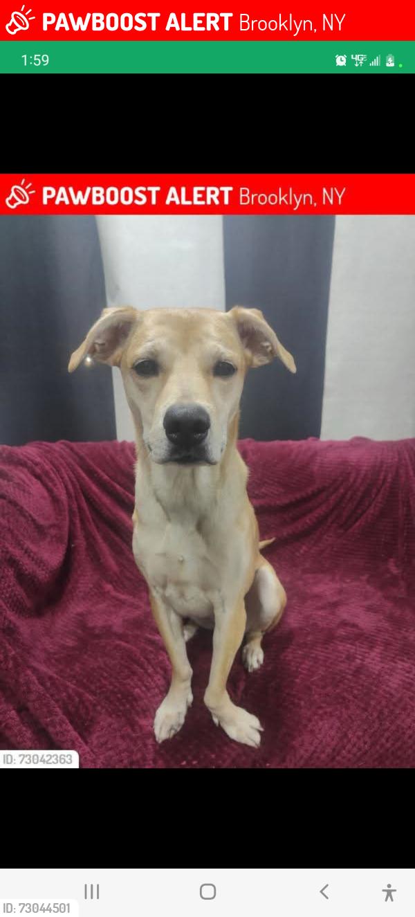 Lost Female Other last seen Britonbeach, Brooklyn, NY 11235