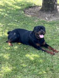 Found/Stray Male Dog last seen River Rd and Meldrum, Gladstone, OR 97027