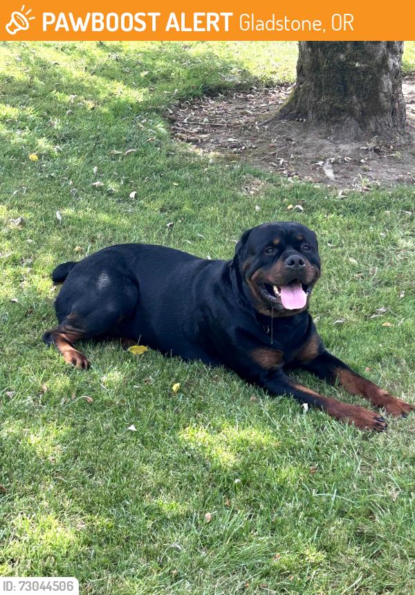Found/Stray Male Dog last seen River Rd and Meldrum, Gladstone, OR 97027