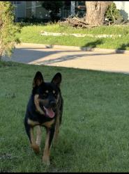 Lost Male Dog last seen morelos, Tulsa, OK 74115
