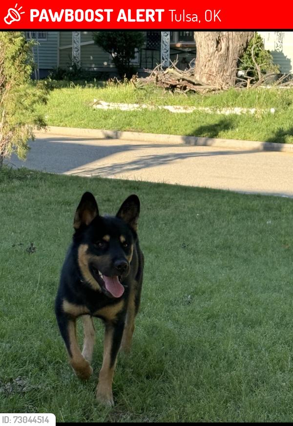 Lost Male Dog last seen morelos, Tulsa, OK 74115