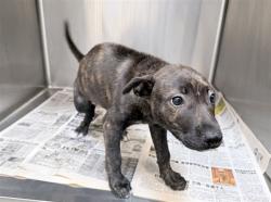 Shelter Stray Female Dog last seen , 3201 Lacy St, Los Angeles, CA 90031, USA
