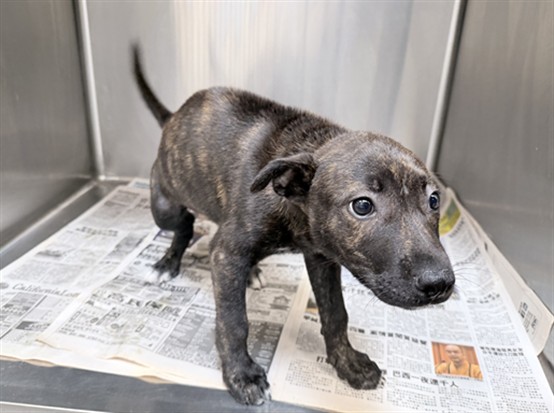 Shelter Stray Female Dog last seen , 3201 Lacy St, Los Angeles, CA 90031, USA