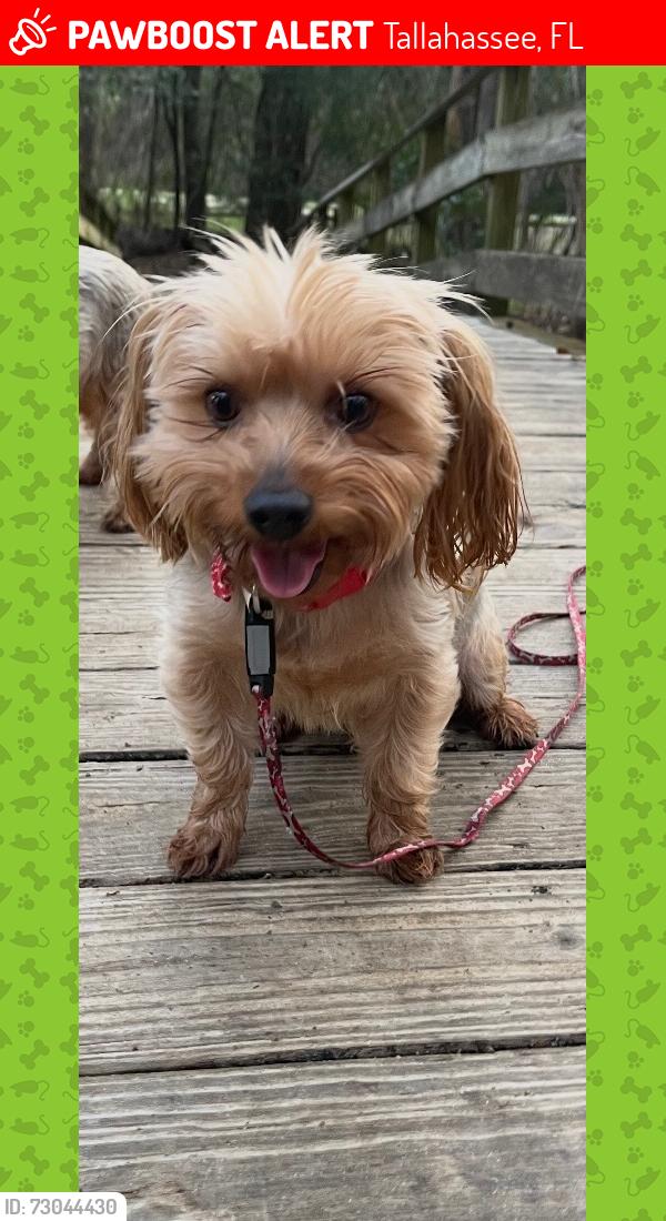Lost Male Dog last seen ballard rd, Tallahassee, FL 32305