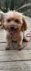 Lost Male Dog last seen ballard rd, Tallahassee, FL 32305