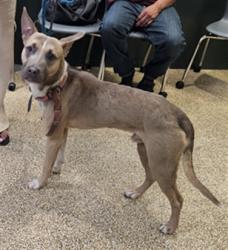 Shelter Stray Male Dog last seen , 3201 Lacy St, Los Angeles, CA 90031, USA