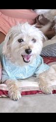 Lost Male Dog last seen Jupiter, Temecula, CA 92592