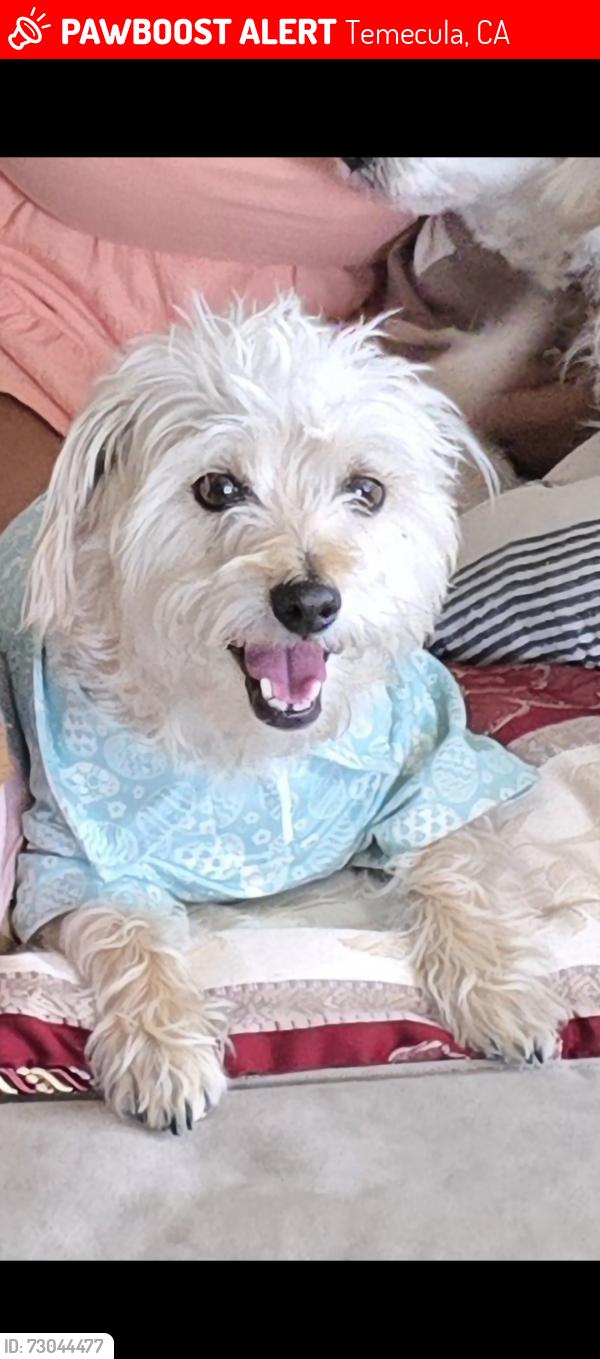 Lost Male Dog last seen Jupiter, Temecula, CA 92592