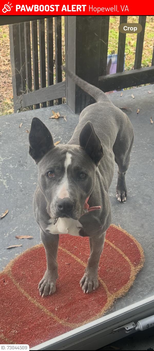 Lost Female Dog last seen Woodlawn, Hopewell, VA 23860