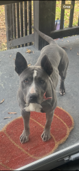 Lost Female Dog last seen Woodlawn, Hopewell, VA 23860