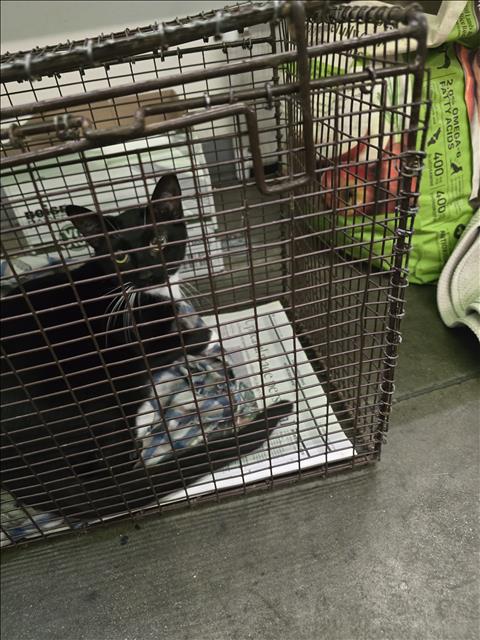Shelter Stray Female Cat last seen , 1850 W 60th St, Los Angeles, CA 90047, USA