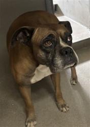 Shelter Stray Male Dog last seen PALM AND IRVINGTON, 333 Chandler Pl, San Bernardino, CA 92408, USA
