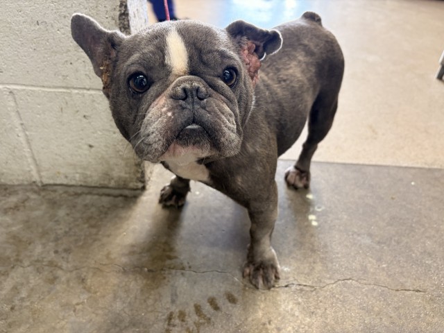 Shelter Stray Female Dog last seen ARDEN AND PACIFIC, 333 Chandler Pl, San Bernardino, CA 92408, USA