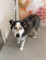 Shelter Stray Male Dog last seen , 333 Chandler Pl, San Bernardino, CA 92408, USA