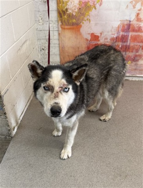 Shelter Stray Male Dog last seen , 333 Chandler Pl, San Bernardino, CA 92408, USA