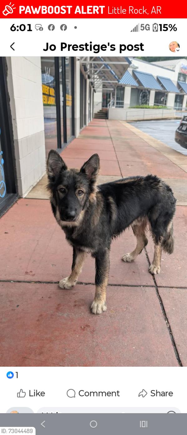Lost Male Dog last seen Bowman road ,Mara Lynn drive, Markham Little Rock Arkansas, Little Rock, AR 72211