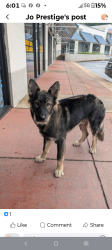 Lost Male Dog last seen Bowman road ,Mara Lynn drive, Markham Little Rock Arkansas, Little Rock, AR 72211