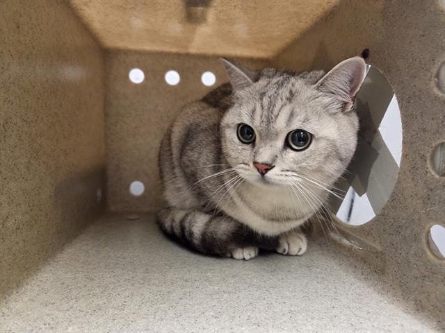 Shelter Stray Male Cat last seen Near BLOCK PARKSIDE WAY SE, RENTON WA 98058, 21615 64th Ave S, Kent, WA 98032, USA