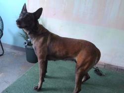 Shelter Stray Female Dog last seen , 4275 Elton St, Baldwin Park, CA 91706, USA