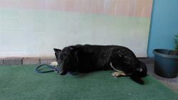 Shelter Stray Male Dog last seen , 4275 Elton St, Baldwin Park, CA 91706, USA