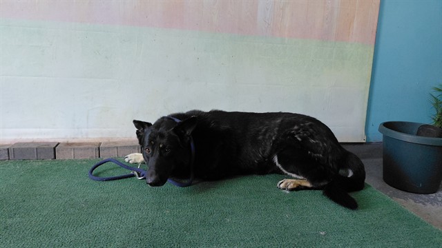 Shelter Stray Male Dog last seen , 4275 Elton St, Baldwin Park, CA 91706, USA