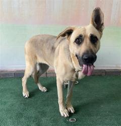 Shelter Stray Female Dog last seen , 4275 Elton St, Baldwin Park, CA 91706, USA