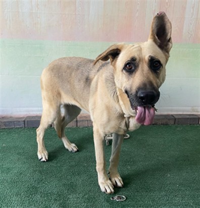 Shelter Stray Female Dog last seen , 4275 Elton St, Baldwin Park, CA 91706, USA