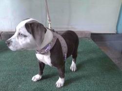 Shelter Stray Female Dog last seen , 4275 Elton St, Baldwin Park, CA 91706, USA
