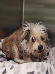 Shelter Stray Female Dog last seen , 14409 Vanowen St, Van Nuys, CA 91405, USA