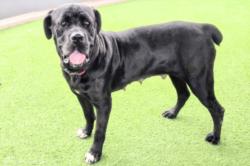 Shelter Stray Female Dog last seen , 14409 Vanowen St, Van Nuys, CA 91405, USA