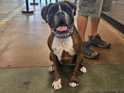 Shelter Stray Male Dog last seen , 14409 Vanowen St, Van Nuys, CA 91405, USA