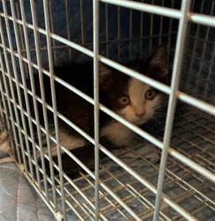 Shelter Stray Female Cat last seen Near BLOCK BRIGHTON RD, 12155 Park Blvd, Brighton, CO 80601, USA