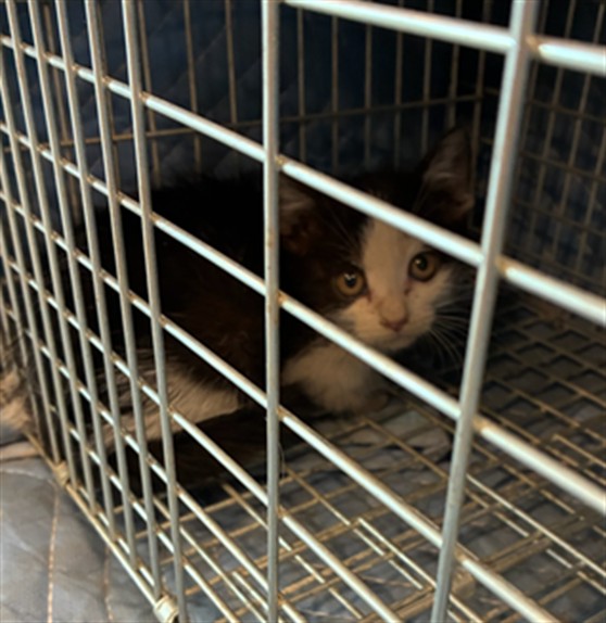 Shelter Stray Female Cat last seen Near BLOCK BRIGHTON RD, 12155 Park Blvd, Brighton, CO 80601, USA