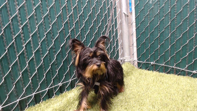 Shelter Stray Male Dog last seen , 11258 Garfield Ave, Downey, CA 90242, USA