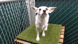 Shelter Stray Female Dog last seen , 11258 Garfield Ave, Downey, CA 90242, USA