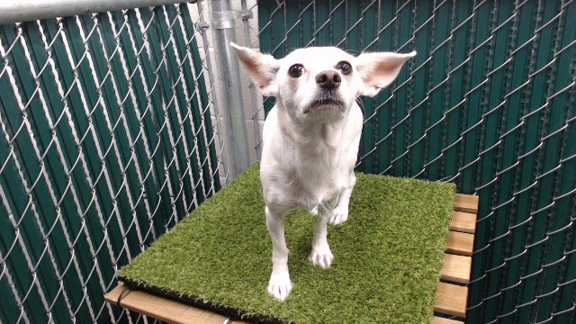 Shelter Stray Female Dog last seen , 11258 Garfield Ave, Downey, CA 90242, USA