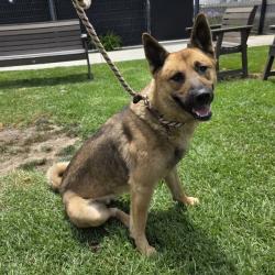 Shelter Stray Male Dog last seen Near BLK NEECE AVE LONG BEACH CA 90805, 7700 E Spring St, Long Beach, CA 90815, USA