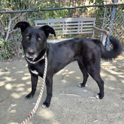 Shelter Stray Female Dog last seen Near BLK NEECE AVE LONG BEACH CA 90805, 7700 E Spring St, Long Beach, CA 90815, USA