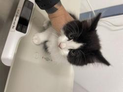 Shelter Stray Male Cat last seen B ST/7TH ST, 16 Barnes Ct, Hayward, CA 94544, USA