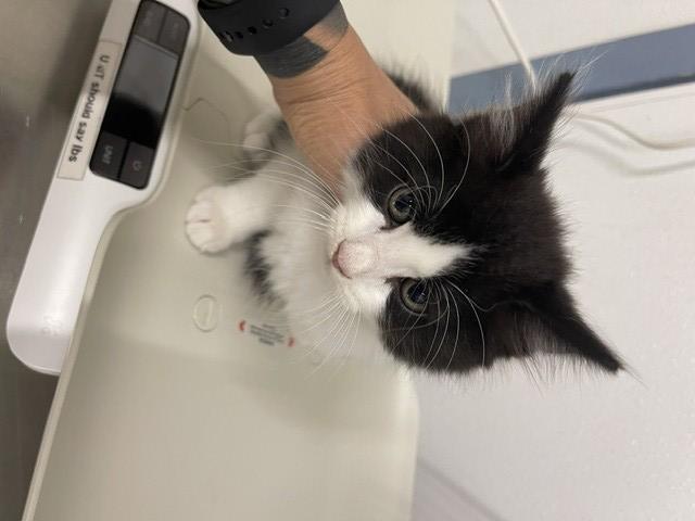 Shelter Stray Male Cat last seen B ST/7TH ST, 16 Barnes Ct, Hayward, CA 94544, USA