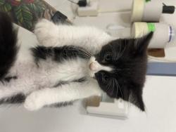Shelter Stray Male Cat last seen B ST/7TH ST, 16 Barnes Ct, Hayward, CA 94544, USA