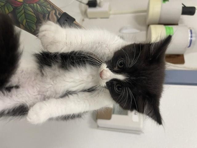 Shelter Stray Male Cat last seen B ST/7TH ST, 16 Barnes Ct, Hayward, CA 94544, USA