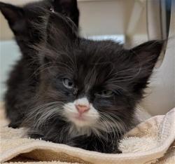 Shelter Stray Female Cat last seen Near BLOCK N CROWN BLVD, DENVER CO 80239, 1241 W Bayaud Ave, Denver, CO 80223, USA