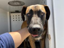 Shelter Stray Male Dog last seen Near BLOCK ELLIS AVE, PERRIS, CA, 6851 Van Buren Boulevard, Jurupa Valley, CA 92509, USA