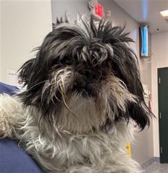 Shelter Stray Male Dog last seen Near BLOCK DATE PALM DR, CATHEDRAL CITY CA 92234, Thousand Palms, CA, USA
