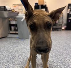 Shelter Stray Male Dog last seen Near BLOCK WINDLASS DR, MECCA, CA, Thousand Palms, CA, USA